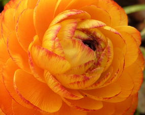 柑橘果開裂用什么藥好用(柑橘果開裂用什么藥好用呢)