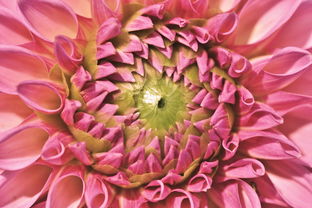 沃柑開花能打藥嗎(沃柑開花期打什么農藥)