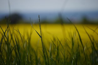 廣西沃柑幾月成熟晚種植(廣西沃柑成熟季節(jié))