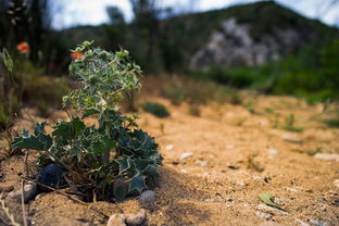 長沙哪里有桔子專用禮品盒(長沙哪里有桔子可以摘)