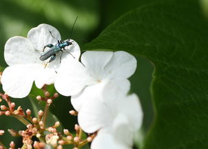 沃柑生病蟲怎么管理(沃柑長(zhǎng)蟲子用什么藥)