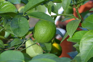 柑橘需要什么肥料才能吃呢(柑橘需要什么肥料才能吃呢視頻)