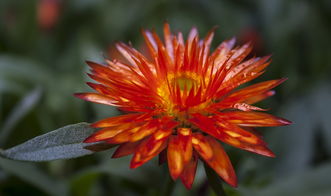 柑橘花芽期打什么藥好(柑橘花芽期打什么藥好用)