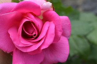 沃柑表面一擦粉色怎么回事(為什么沃柑擦出來是紅色)