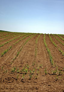 柑橘春季用藥注意事項（柑橘春天什么時候打藥）