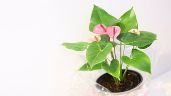 沃柑留樹保鮮技術有哪些(沃柑的存儲方法)