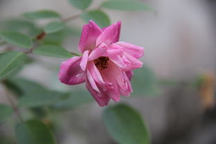 甌柑種子能種出沃柑嗎(甌柑適合生長在什么地方)