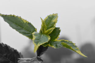 鈉離子造成柑橘樹肥害燒根圖片(鈉離子對環境的危害)