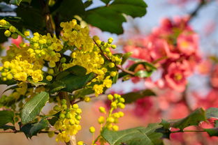 春見柑橘的種植方法和技術(春見柑橘品種介紹)