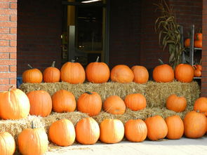 沃柑季節幾月份成熟(沃柑幾月份最好吃)