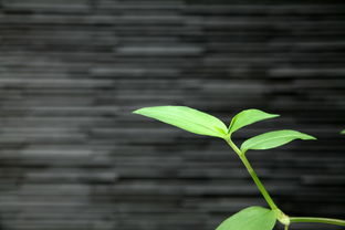 明日見柑橘多少斤（柑橘新品種 明日見）