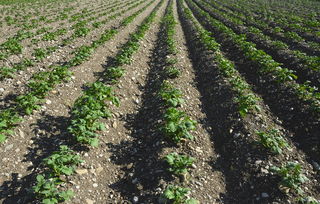 科學解析:柑橘黃龍病打氨芐西林鈉有用嗎?用藥原理與防治效果探究