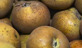 好景8號柑橘裂果情況調查：成因分析與防控對策研究