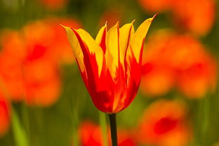 發展柑橘產業促進農民增收：科技助力特色種植業振興的生態經濟新路徑