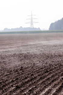 一畝地柑橘能產(chǎn)多少斤？產(chǎn)量影響因素及科學(xué)種植方法解析