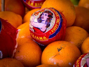 常見柑橘品種全解析：從橙到柚的多樣家族盤點