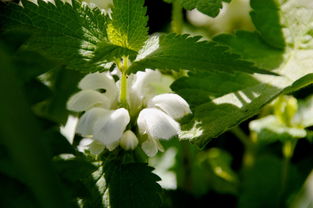 柑橘褐斑病用什么藥好？專家推薦的有效防治用藥方案解析