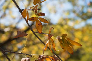 柑橘樹屬什么科?解析柑橘類植物的科屬分類及命名由來
