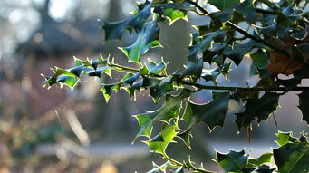 東洋光柑橘樹優缺點有哪些?全面解析品種特性與種植建議