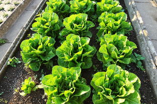 柑橘苗栽培技巧視頻教學講解：從選種到施肥全流程實操指南，新手必看！