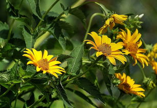 柑橘陽光一號特早熟：早熟優(yōu)質(zhì)新品種，點亮金秋豐收季