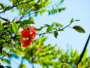 柑橘樹citrusonly:純天然果園的專屬培育之道