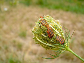 柑橘新品種長葉香橙：突破性種植技術與品質優勢解析