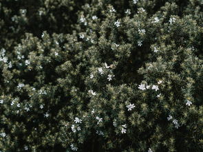 柑橘樹如何修剪樹枝：掌握正確修剪步驟與季節技巧