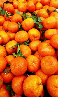 柑橘苗移栽后葉子全部掉還能活嗎？救治技巧與存活可能性深度解析