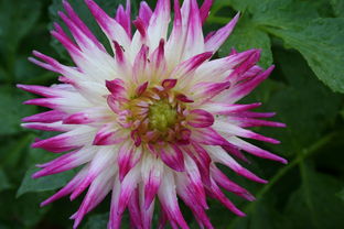 明日見柑橘營養價值探秘：高維C與抗氧化成分的黃金組合