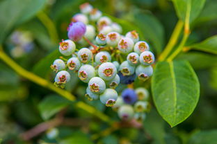 早熟柑橘樹苗與中熟柑橘的五大區別方法解析