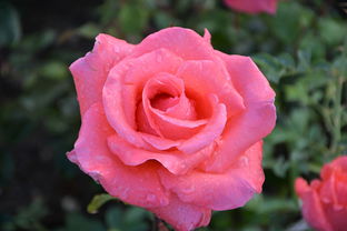 2024新香柑橘玫瑰：春日限定雙生香調(diào)，邂逅靈感繆斯的浪漫邂逅