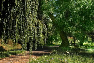 柑橘樹扦插能活嗎？詳解成功扦插的關鍵技巧與注意事項