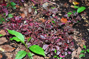 柑橘樹干新梢枯萎葉發(fā)黃原因分析與防治對(duì)策探討