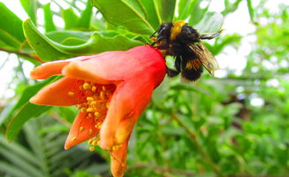 柑橘樹苗2月份能不能嫁接活?關(guān)鍵技巧與成活率解析