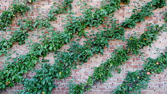 柑橘樹修剪技術圖解豆丁網:手把手教學與操作要點詳解