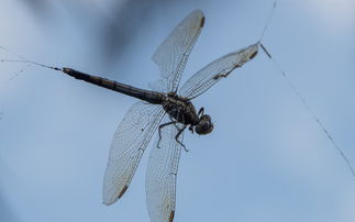 柑橘鳳蝶如何分辨公母：詳解翅膀花紋與腹部特征的性別差異