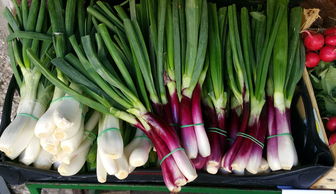 2022年1月28日全國(guó)柑橘市場(chǎng)行情深度解析：價(jià)格波動(dòng)與產(chǎn)區(qū)動(dòng)態(tài)觀察