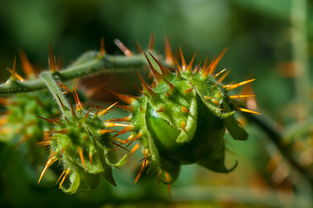 沃柑修剪免撐果技術要點與省力栽培方案解析
