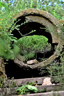 高效掌握柑桔截枝生根方法的詳細步驟與技巧