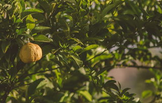 柑橘樹葉子有黑點什么病？常見病因解析與防治指南