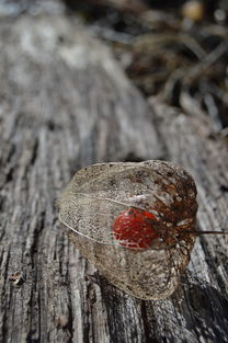柑橘紅蜘蛛如何防治：科學防治技巧與注意事項解析