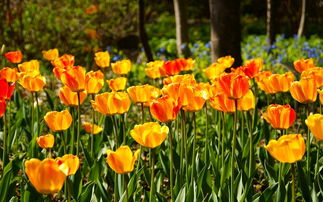 柑橘苗多少錢一顆(由良蜜桔苗木多少一棵)