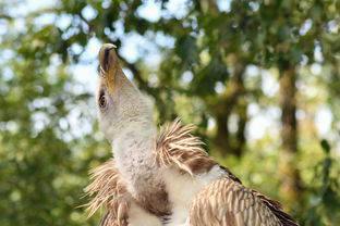 丹棱柑橘售賣行情最新動態與市場趨勢深度解析