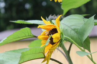 柑橘新品種超大個(排名第一的柑橘新品種)