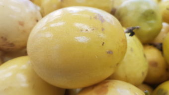 丑美人柑橘品種缺點(diǎn)(黃美人柑橘優(yōu)缺點(diǎn))