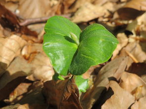 柑橘幼苗春季修剪技術視頻：詳解幼樹整形要點與操作步驟