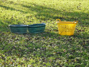 柑橘采摘季節(jié)指南：探秘金秋田園的果香豐收之旅