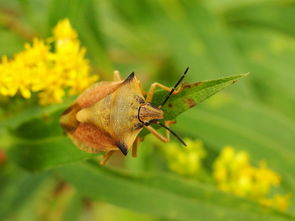 柑橘種植技巧全解析：從選苗到采收的十大科學管理要點