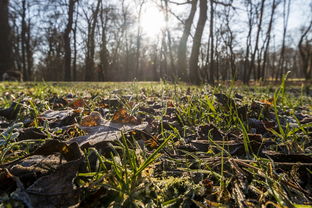 【當季爆款】四川眉山耙耙柑大果新鮮上市——北緯30°黃金產區果肉飽滿汁多味甜！